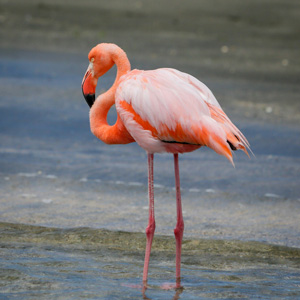 Flamingo in the water of Lake Manyara